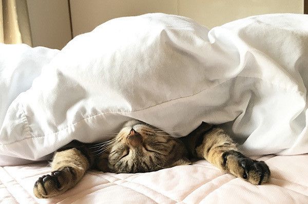 ベッドで眠る猫