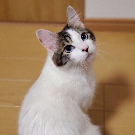 呼ばれて振り返るキジトラ