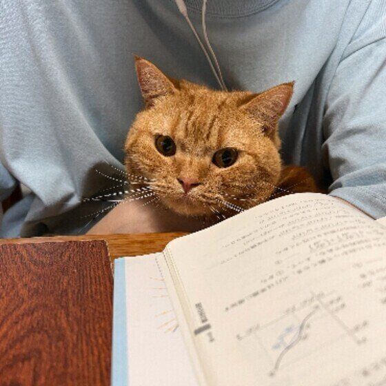 飼い主さんの膝に座るスコティッシュフォールド