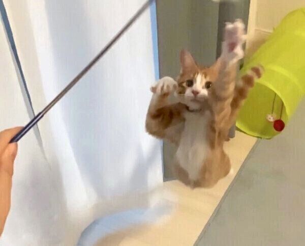 猫じゃらしで遊ぶいなりくん