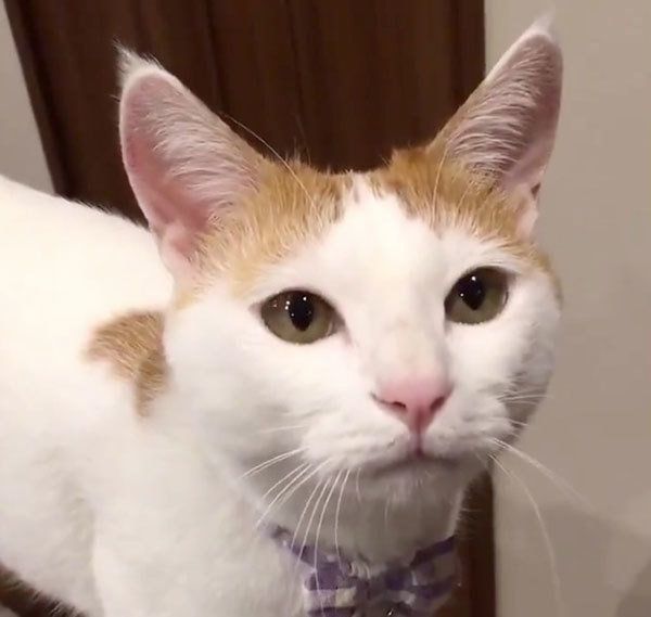 飼い主さんを見つめる猫