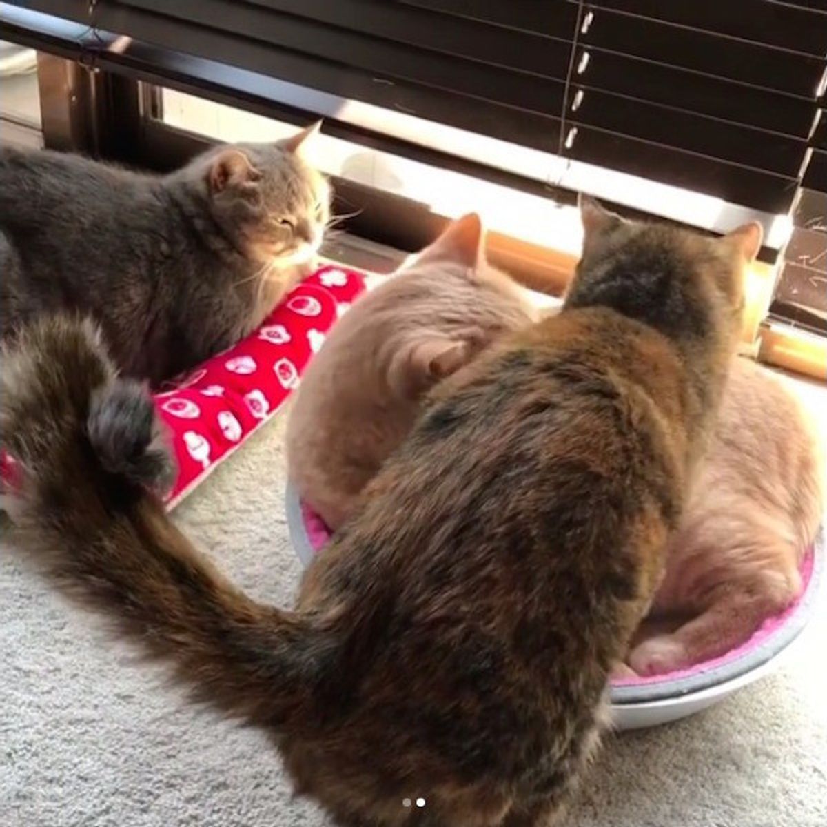 失礼するにゃ イチャイチャ毛づくろいからの 猫鍋 完成 ねこのきもちweb Magazine 失礼するにゃ イチャイチャ毛づくろいからの 猫鍋 完成 ねこのきもちweb Magazine