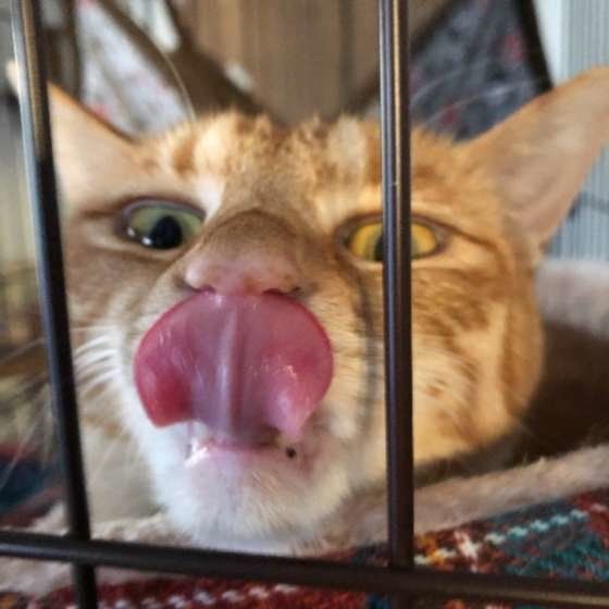 舌で鼻先をなめる猫