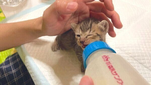 ミルクを飲むあめちゃん