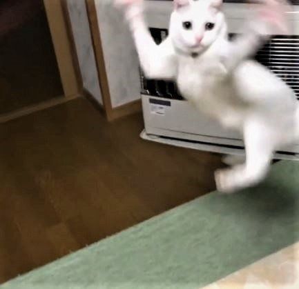 白猫リリーちゃん