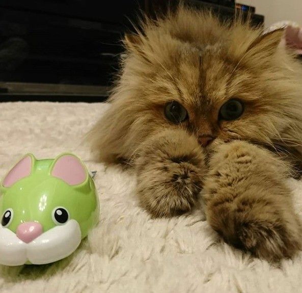 ねずみチョロqとまったりくつろいでいるペルシャ猫