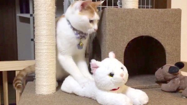 ぬいぐるみにフミフミするむぎちゃん