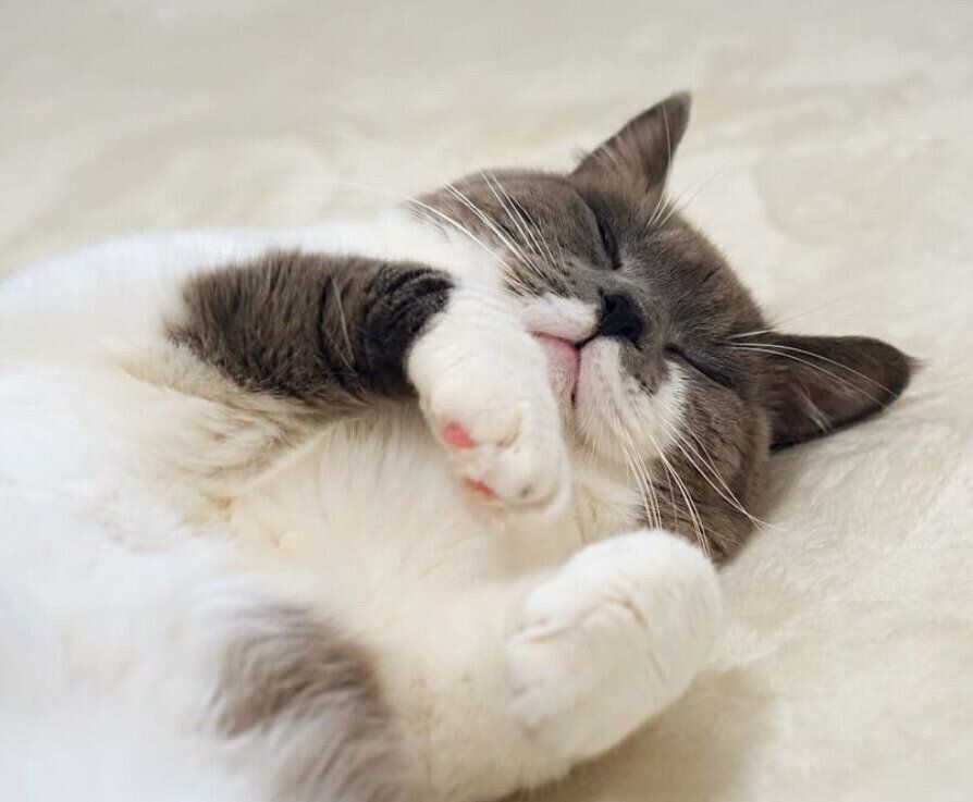 へそ天で眠る猫（オス）