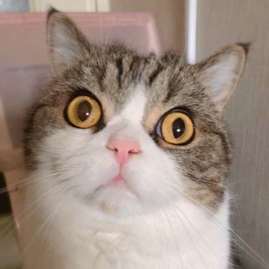 目力のある大福ちゃん