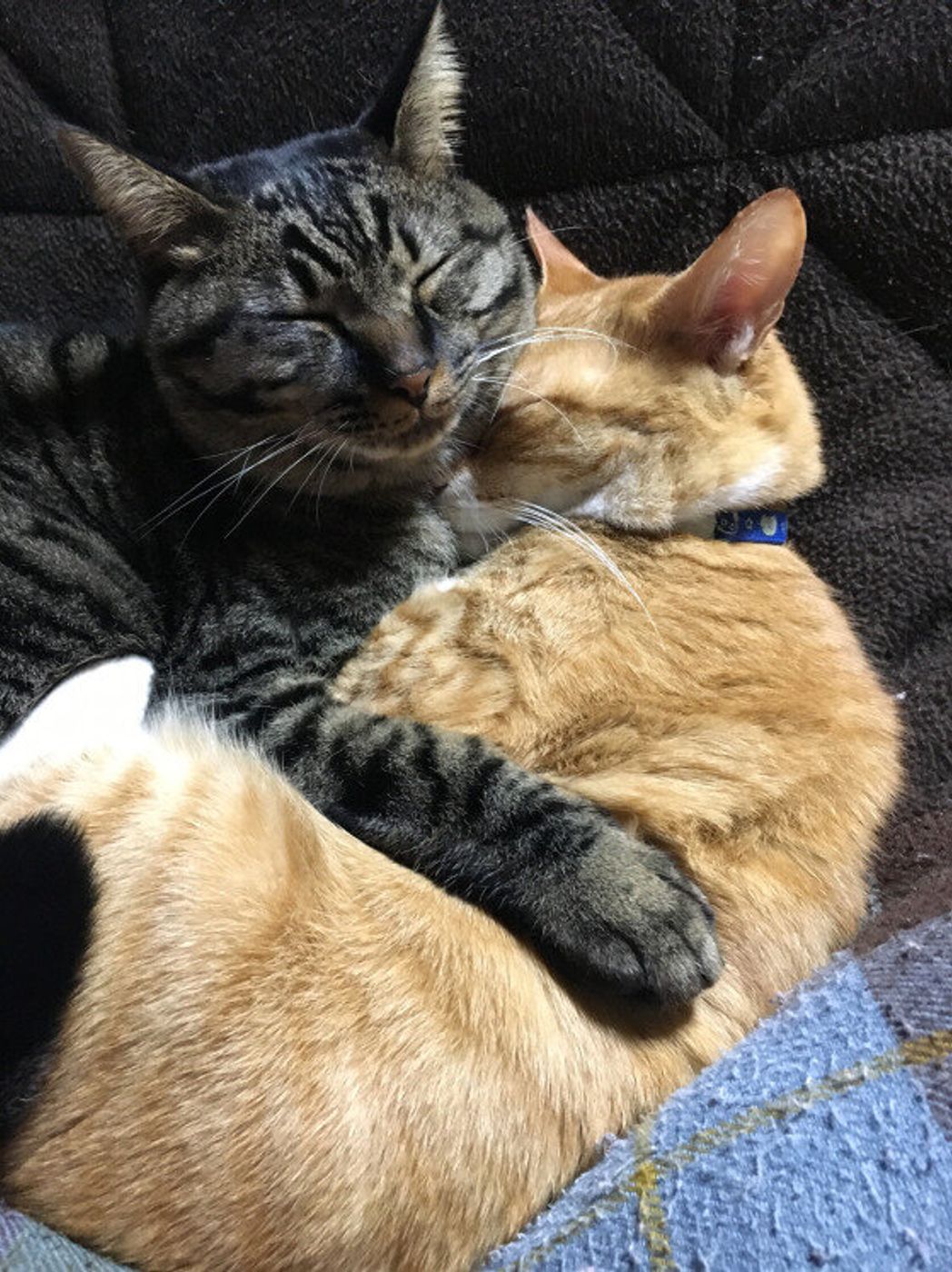 なんでそんなポーズで寝ているの 猫の 寝相 には意味がある ねこのきもちweb Magazine なんでそんなポーズで寝ているの 猫の 寝相 には意味がある ねこのきもちweb Magazine