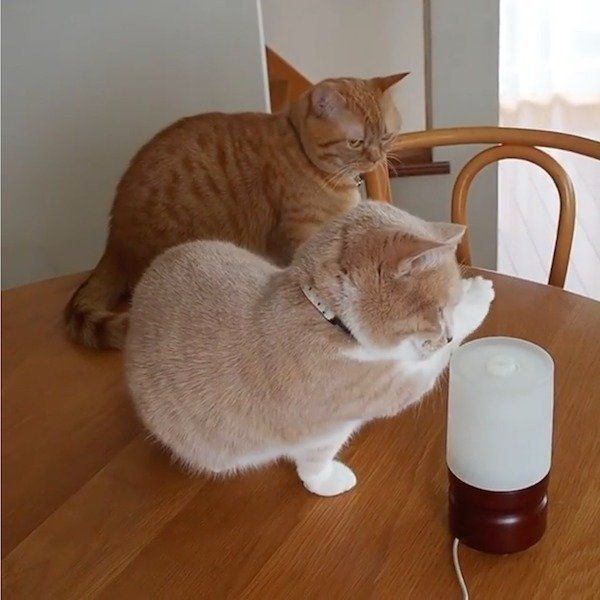 不思議な動きをするネネちゃん