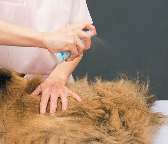 スプレーされる猫