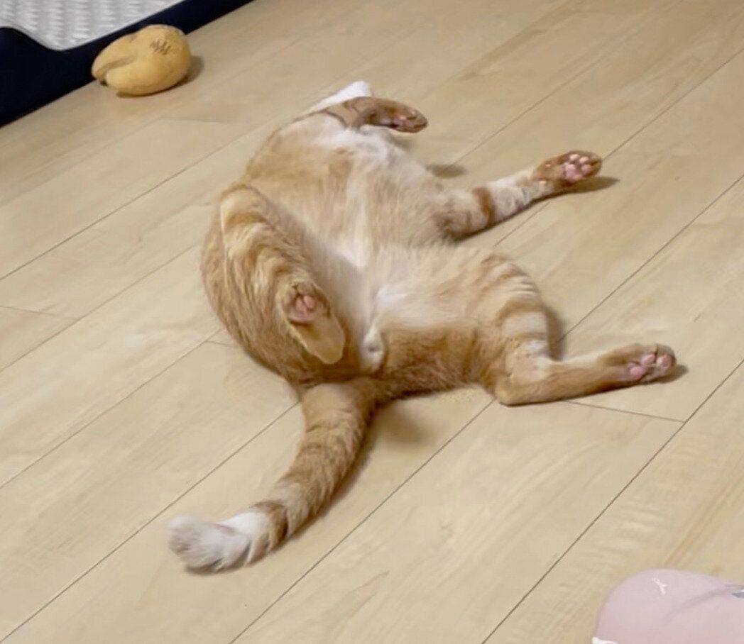 ヘソ天するうにくん