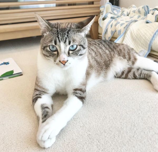 マッサージされる猫