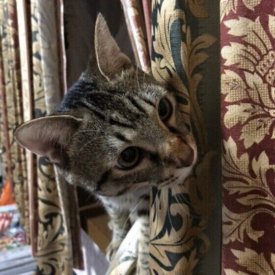 キジトラ猫のコタロウちゃん