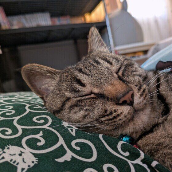 布団で寝るキジトラ猫