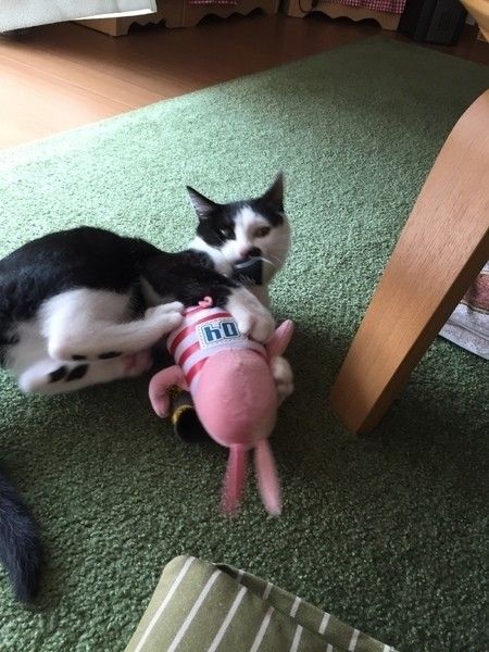 猫キック おもちゃ けりけりじゃれクッション キックまくら トリ お気に入りの けりけりじゃれクッション