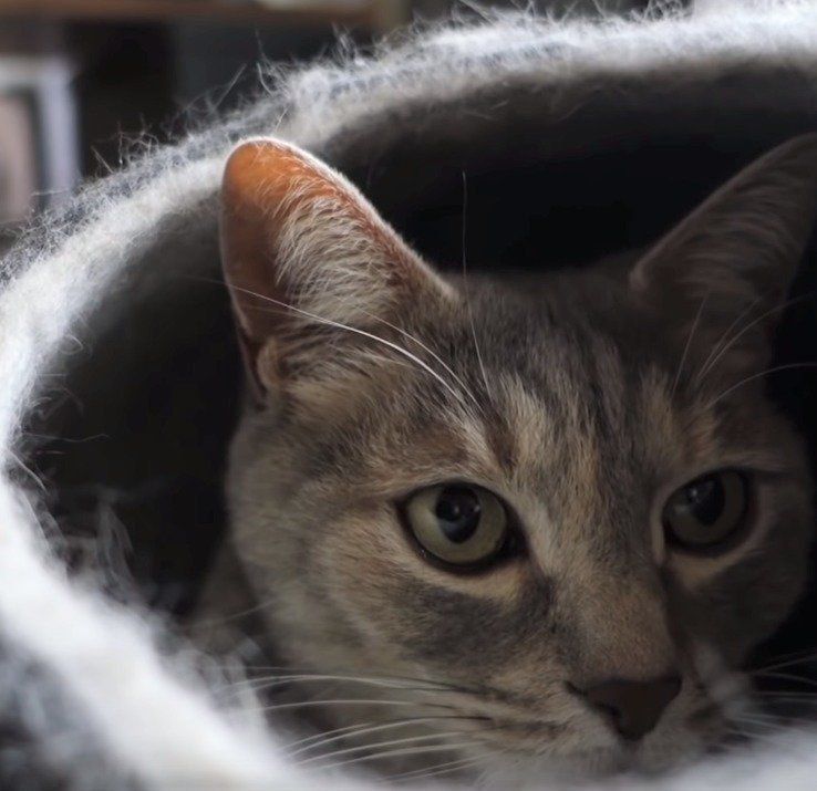 キャットドームの中のクリエちゃん