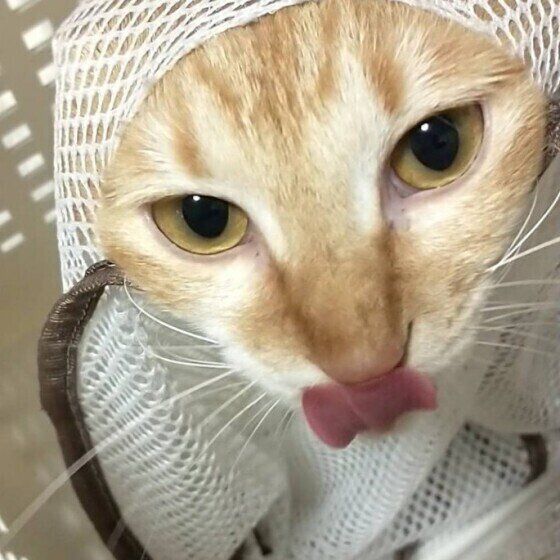 洗濯ネットに入る猫