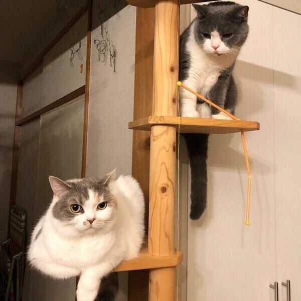 ねね子ちゃんとドラ千代くん