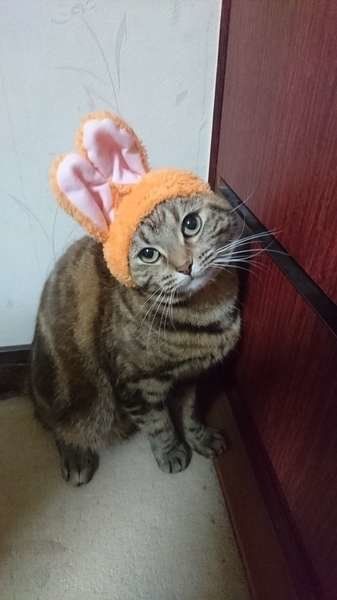 うさぎのかぶりものをしたチャミーちゃん