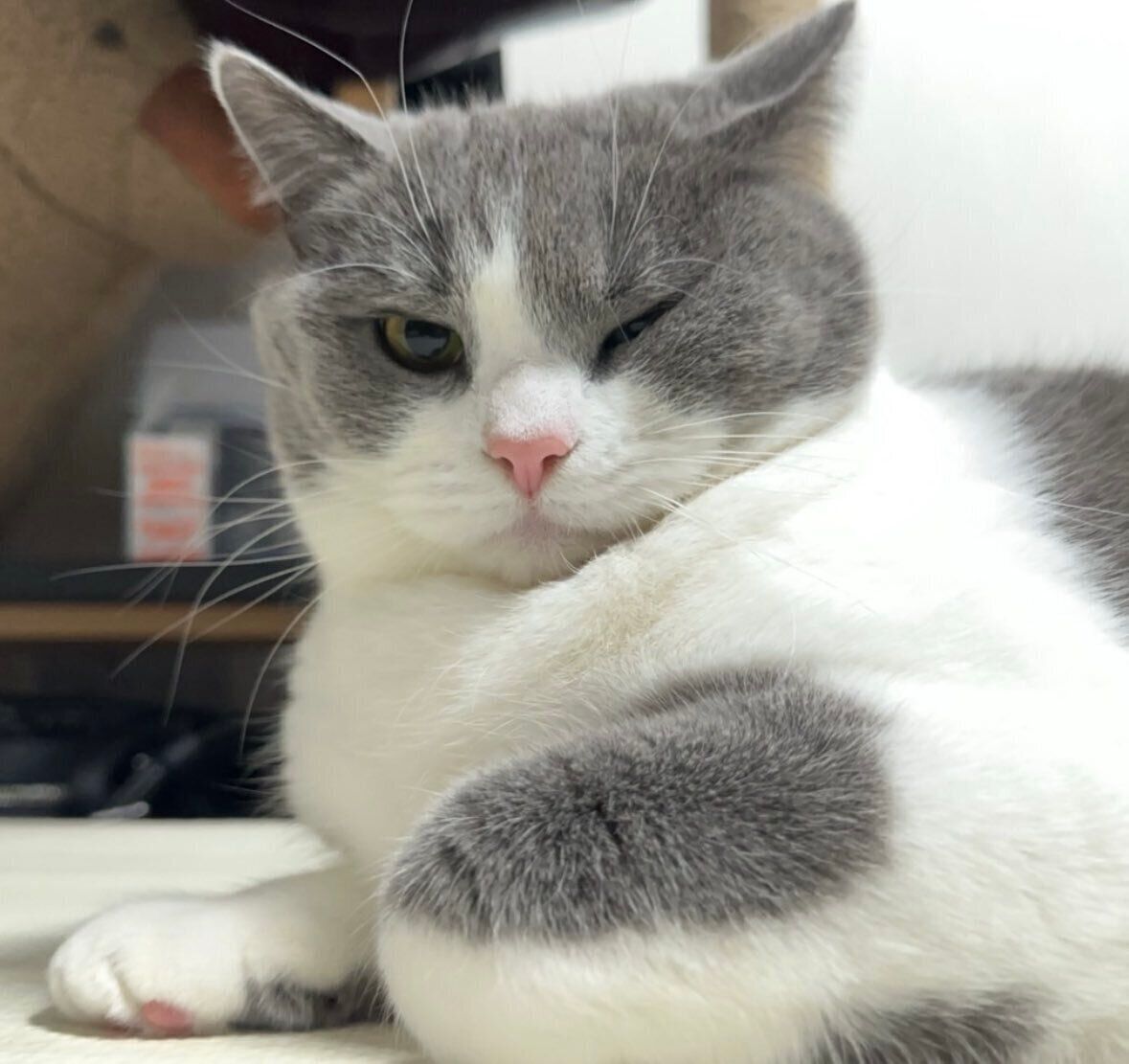 たまに“イタズラっ子”な一面を見せることもあるという福ちゃん