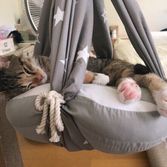 MIXの茶々ちゃんとハンモック