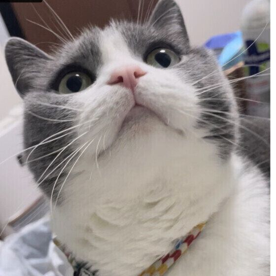 ブリティッシュショートヘアのはなちゃん