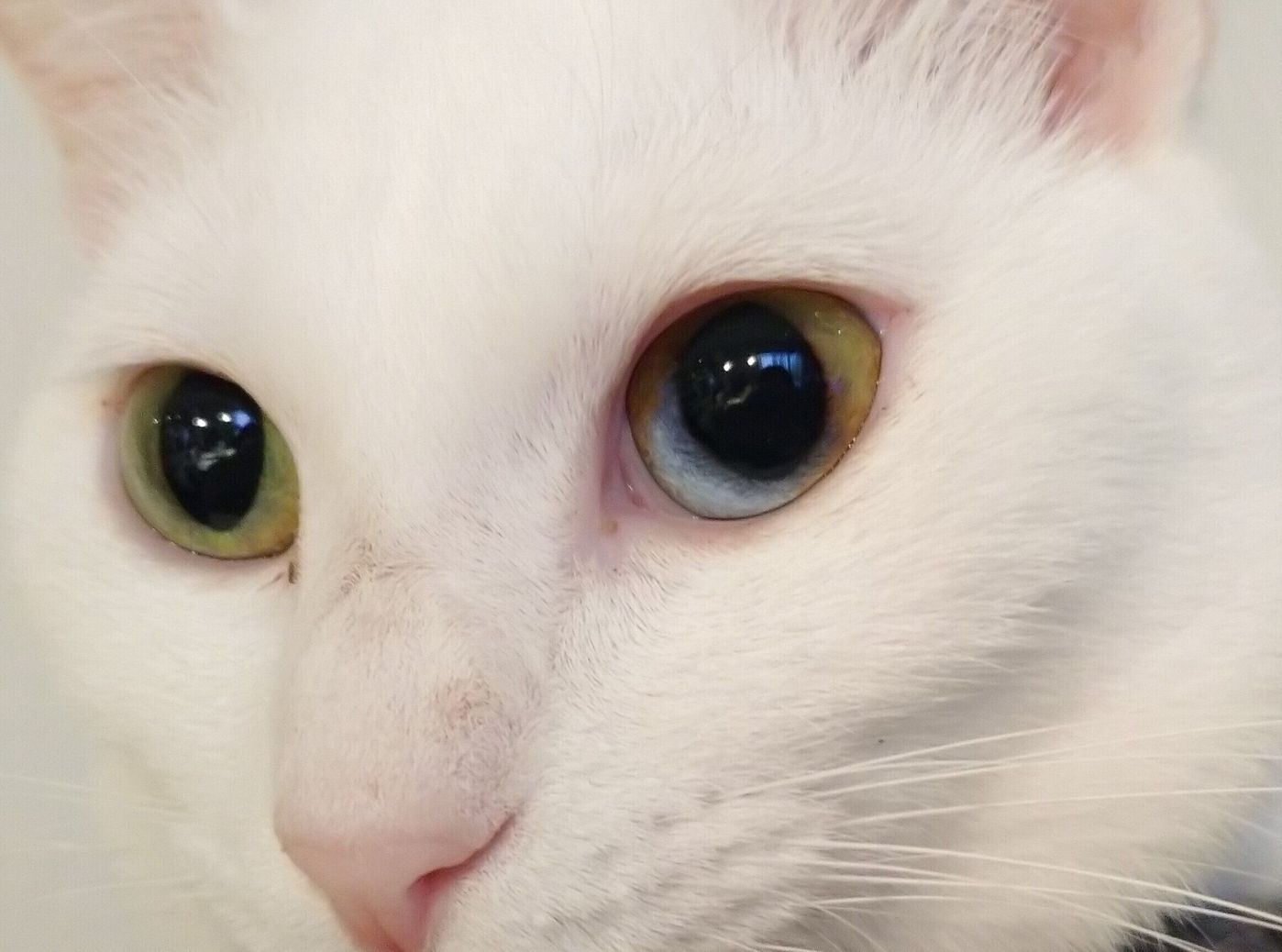 宝石よりも美しい 猫の目にまつわる不思議ネタ6 ねこのきもちweb Magazine 宝石よりも美しい 猫の目にまつわる不思議ネタ6 ねこのきもちweb Magazine