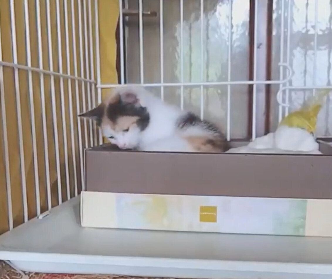 元の場所に戻るメイちゃん