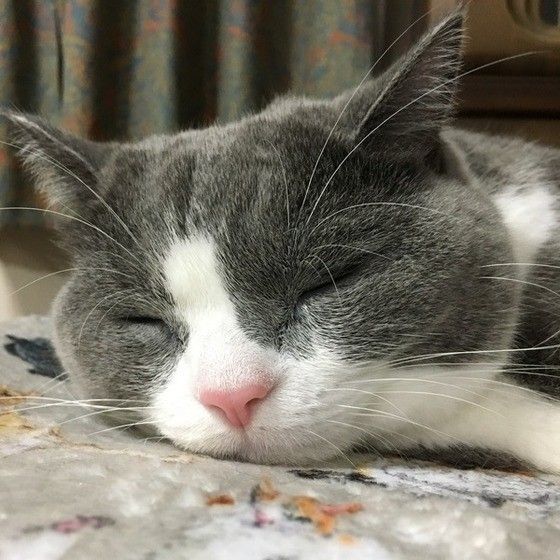 安心して眠る猫