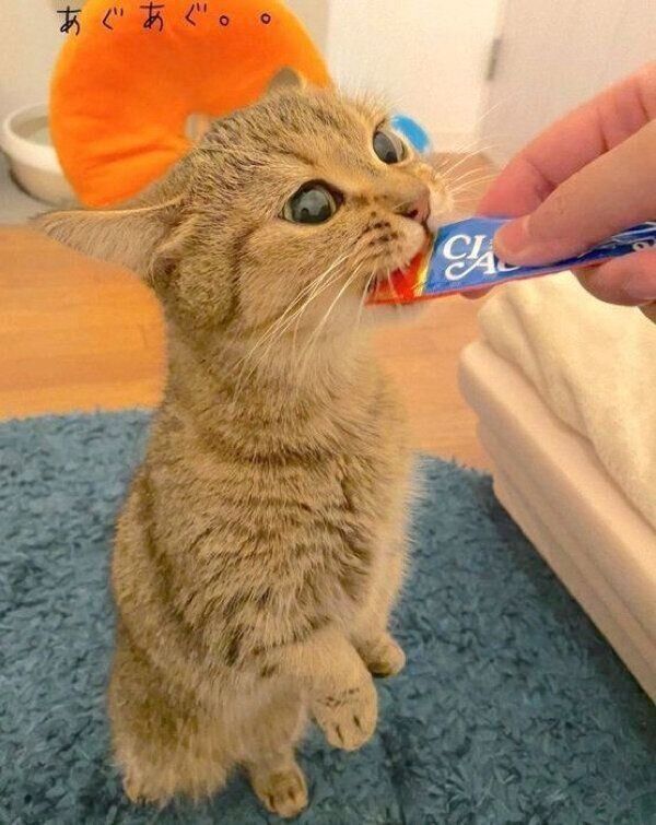 ちゅ〜るを食べるきなこちゃん