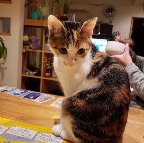 食卓の上で観察しているミケ猫