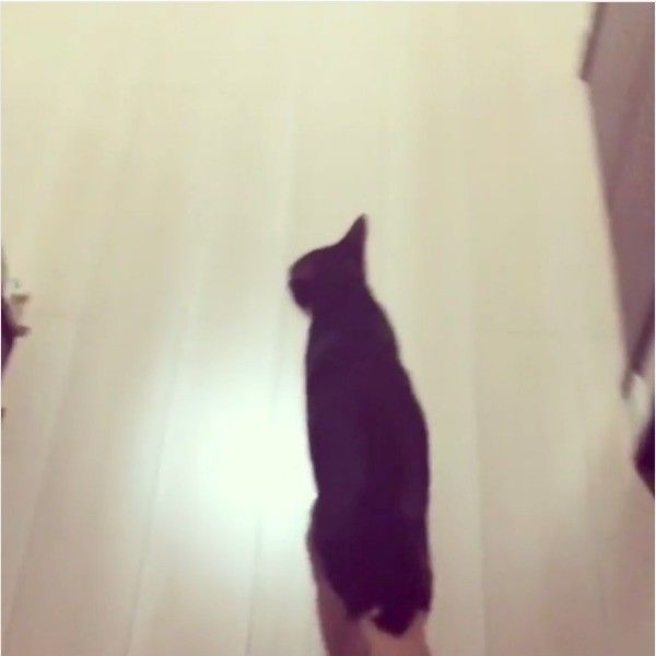 先陣を切るニャンコ