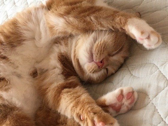 ニャンコの かわいい寝姿 ランキング 文句なしの第1位は アレだ ねこのきもちweb Magazine