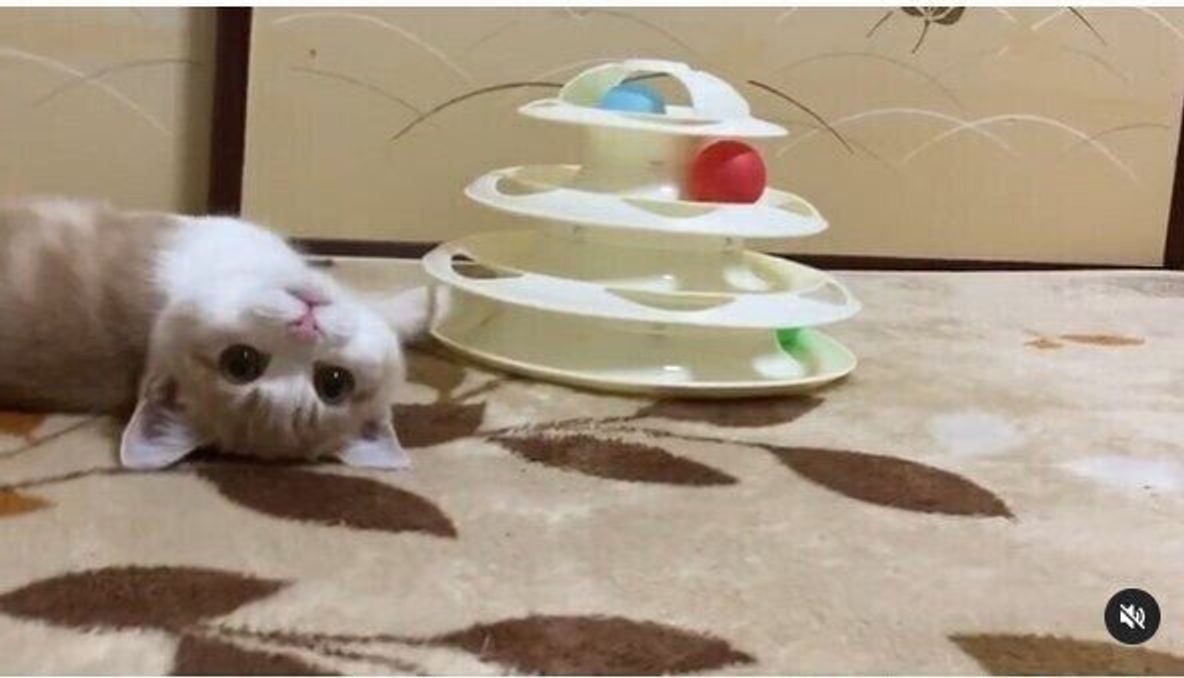 遊んでいる姿がかわいすぎ Snsで話題のスリコ キャットボールトイ ねこのきもちweb Magazine 遊んでいる姿がかわいすぎ Snsで話題のスリコ キャットボールトイ ねこのきもちweb Magazine