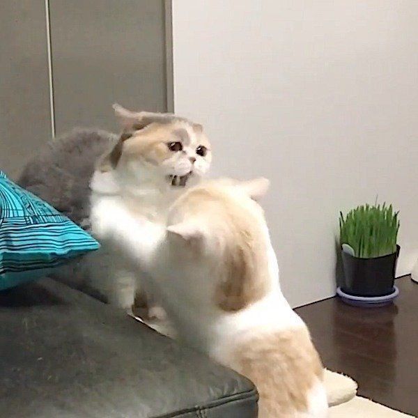 ニャンコの戦い