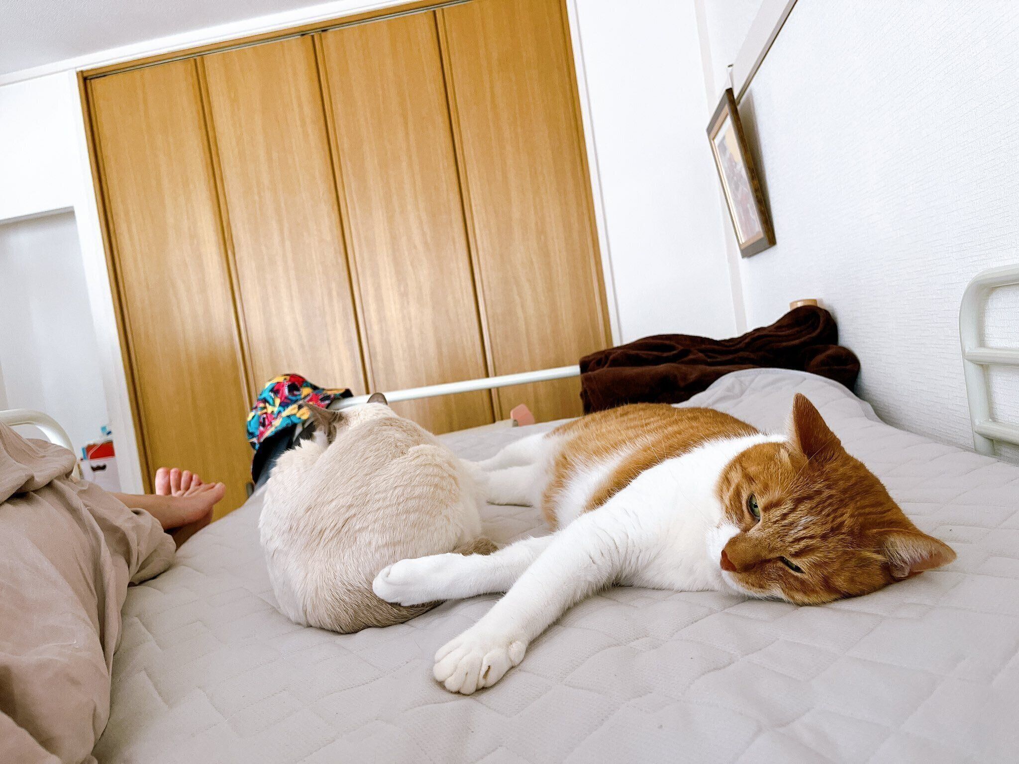 ベッドの上でゴロゴロする猫たち