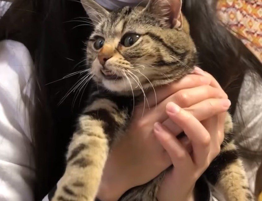 抱っこされる猫