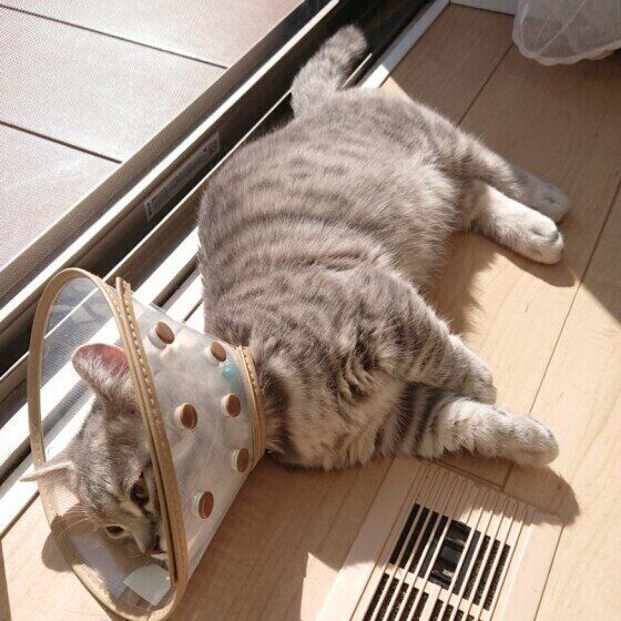 エリザベスカラーを着けるマンチカンの男の子