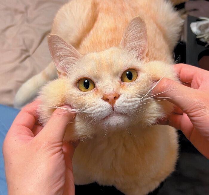 ほっぺがかわいいニャーゴくん