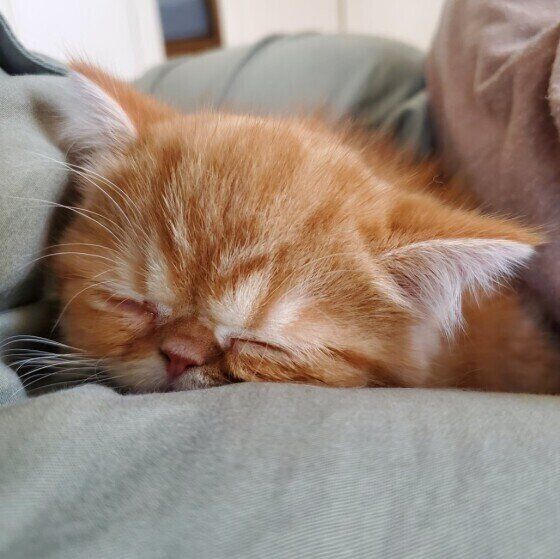 エキゾチックショートヘアのもなかちゃん