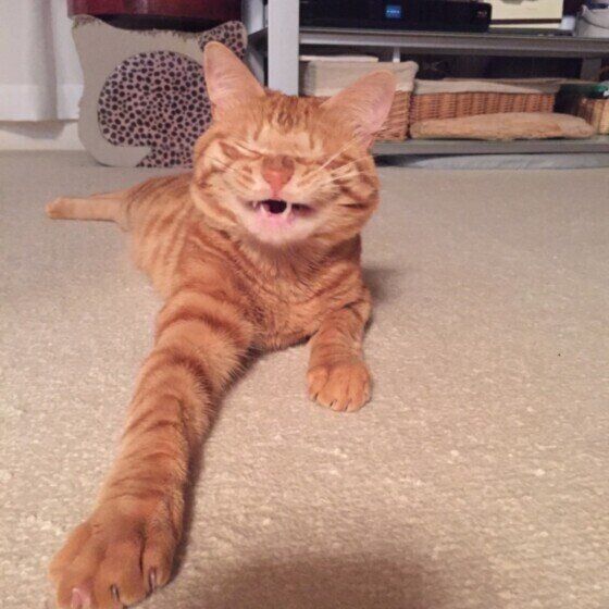 MIX茶トラのサンくん