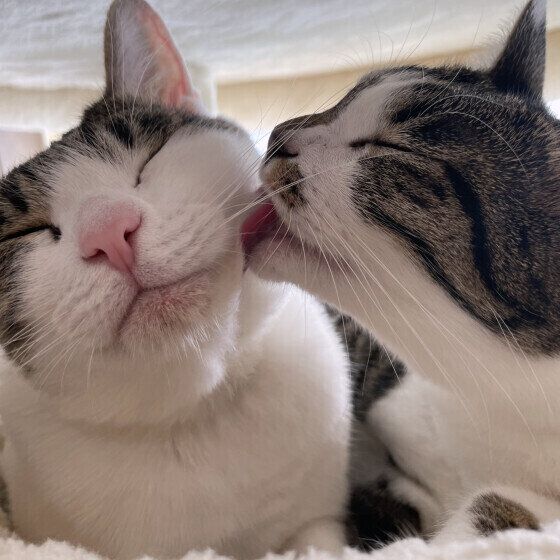 毛づくろいをする2匹の猫