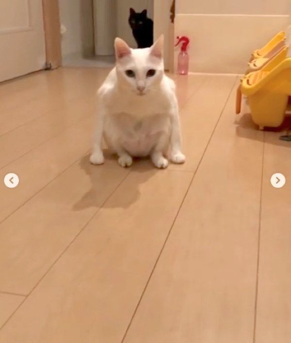 変な座り方をする白猫