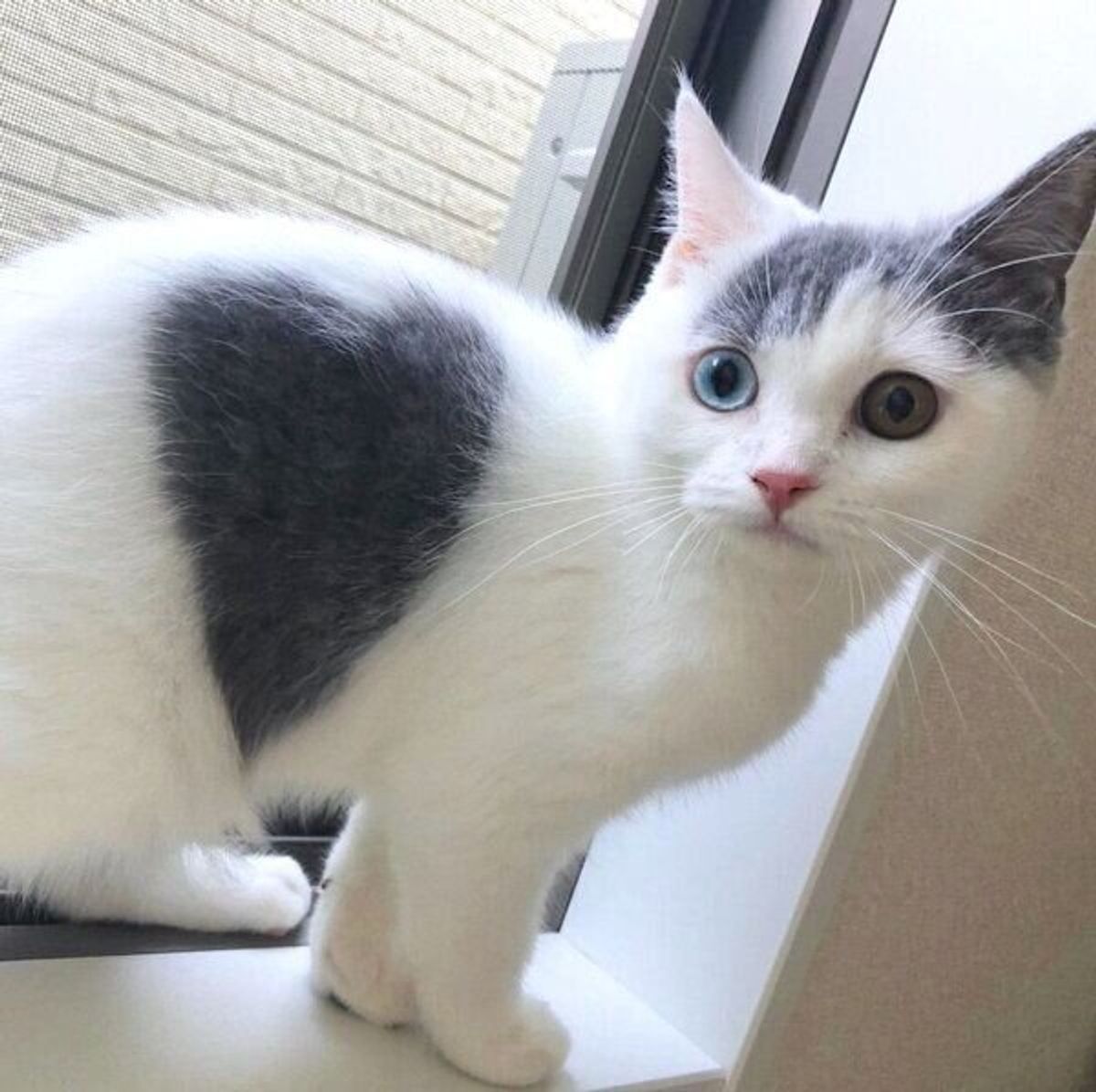 オッドアイが魅力の猫 じつは性格も超イケメン 飼い主を胸キュンさせた 食事の際の行動 が健気すぎる ねこのきもちweb Magazine オッドアイが魅力の猫 じつは性格も超イケメン 飼い主を胸キュンさせた 食事の際の行動 が健気すぎる ねこのきもちweb Magazine