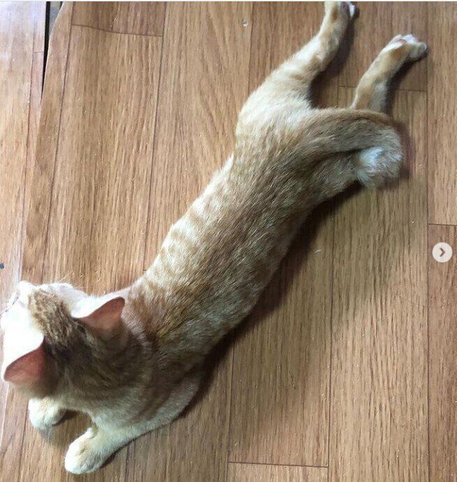 胴体着陸する猫