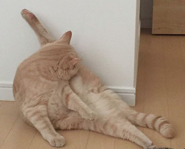 やわらかニャンコ