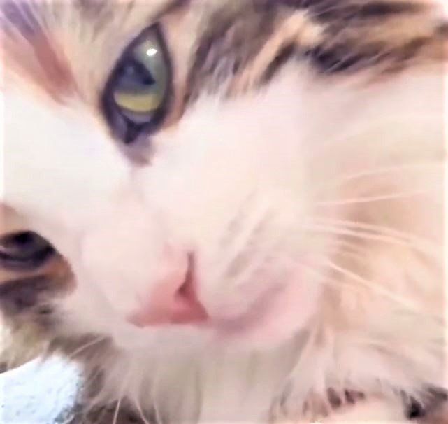 ゴロゴロ鳴く猫