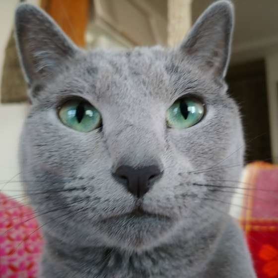 まっすぐ見つめるロシアンブルー